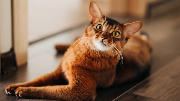 Somali Cat Combines Abyssinian Looks With Kitten-like Charm