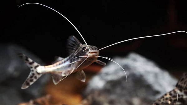 Pictus Catfish: Bottom-feeders That Pick on Smaller Fish