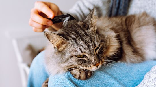 Why Is My Cat Shedding So Much All of a Sudden?