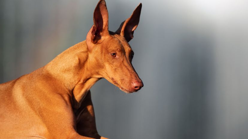 Pharaoh Hound