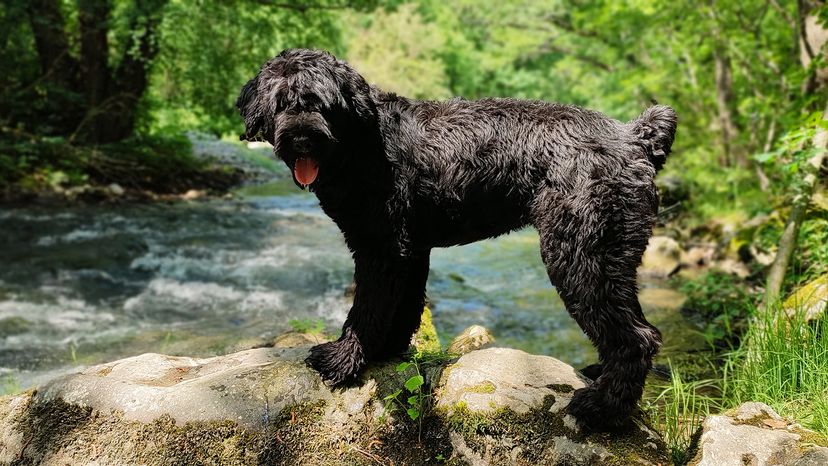 Black Russian Terrier