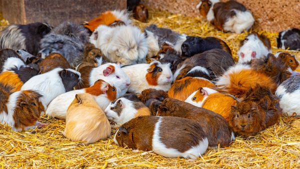 What Is a Group of Guinea Pigs Called? It's Bigger Than You'd Expect
