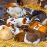 What Is a Group of Guinea Pigs Called? It's Bigger Than You'd Expect