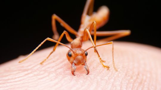 12 Types of Ants Spoiling a Picnic Near You