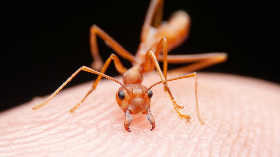 12 Types of Ants Spoiling a Picnic Near You