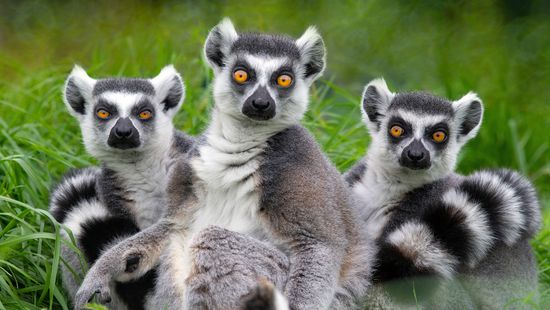 What Is a Group of Lemurs Called? Sounds Highly Suspicious