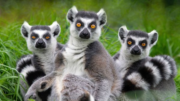 What Is a Group of Lemurs Called? Sounds Highly Suspicious