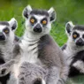 What Is a Group of Lemurs Called? Sounds Highly Suspicious