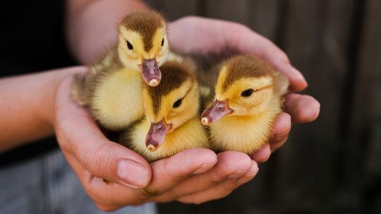 What Is a Group of Ducklings Called? It's Surprisingly Moody