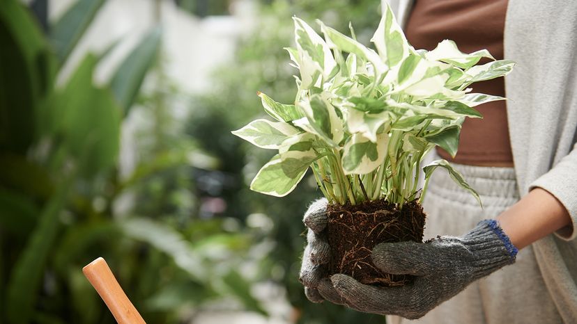 Gardener holding pothos plant