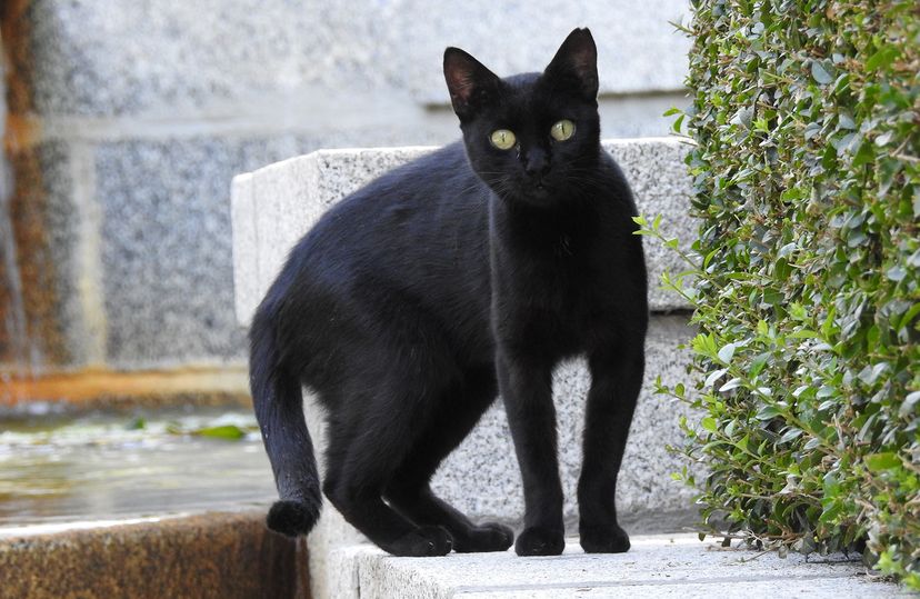 curious black cat