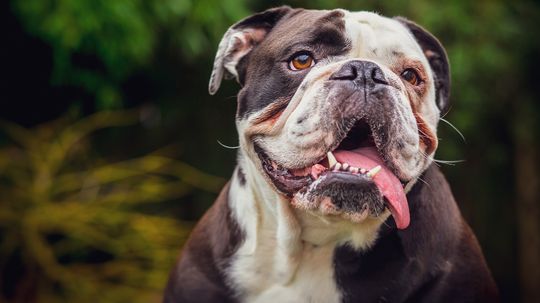 8 Most Stubborn Dog Breeds That Merit Hiring a Trainer