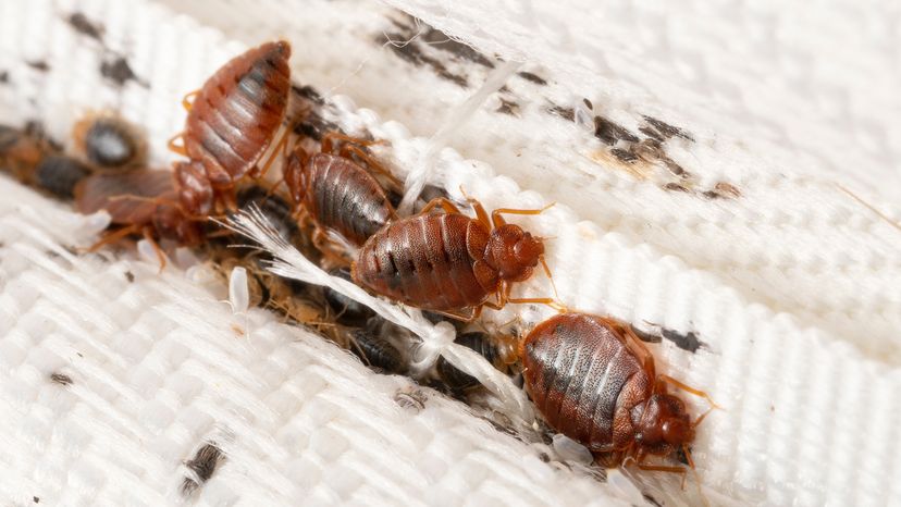 bed bugs