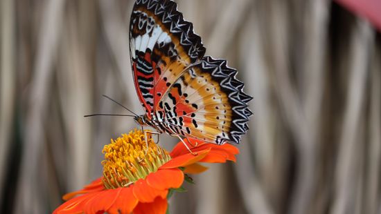 10 Red Butterfly Species Found From India to Florida to Europe