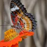 10 Red Butterfly Species Found From India to Florida to Europe