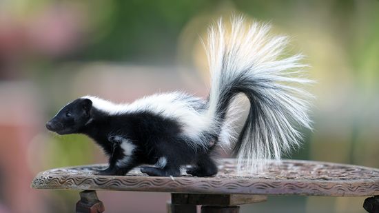 What Is a Group of Skunks Called? Here's Why You've Never Asked Before