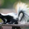 What Is a Group of Skunks Called? Here's Why You've Never Asked Before