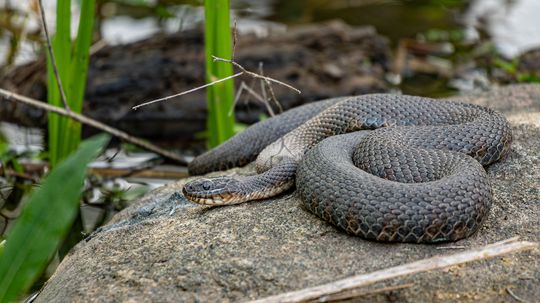 Plain-bellied Water Snake Hunts Both in Water and on Land