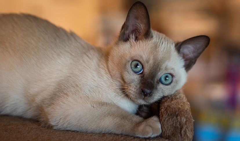 Tonkinese