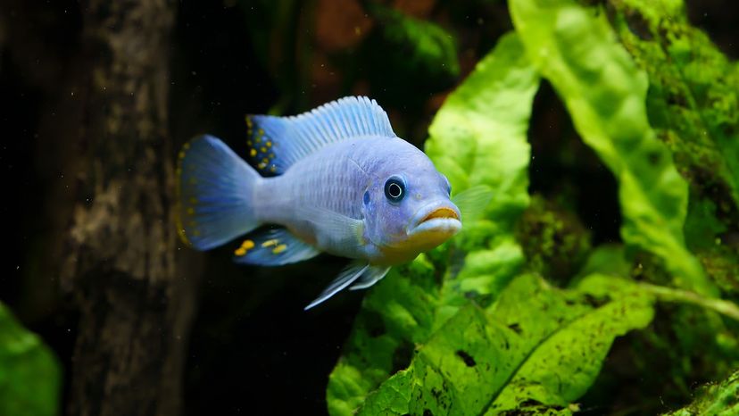African cichlids