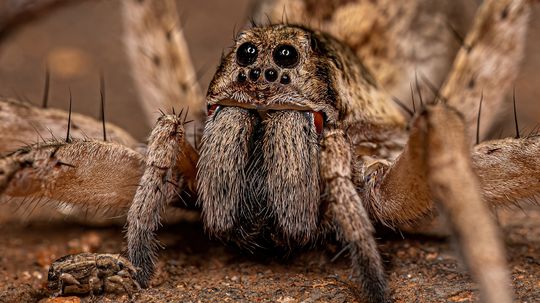 The Wolf Spider Actively Hunts Prey Instead of Building Webs