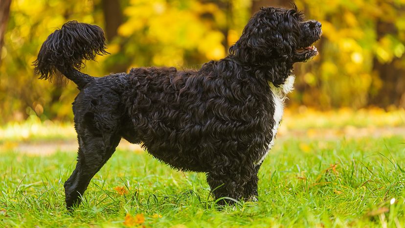 Portuguese Water Dog