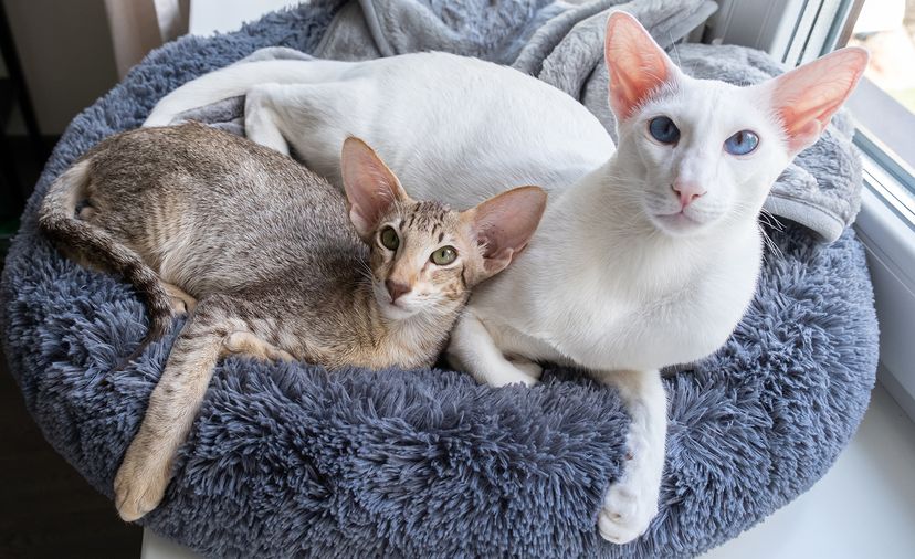 Oriental Shorthairs