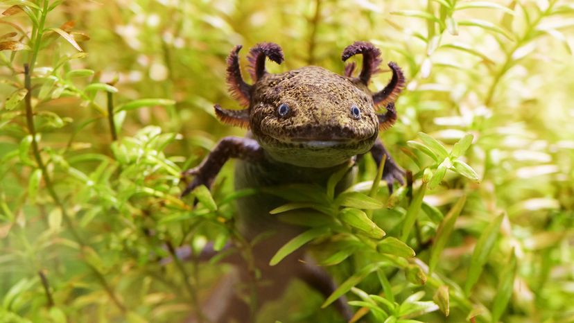 Axolotl
