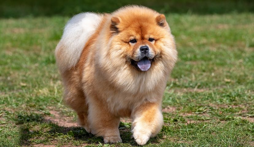 Chow Chow