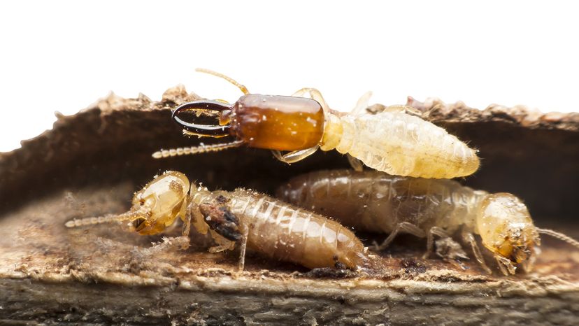 Close up of termites
