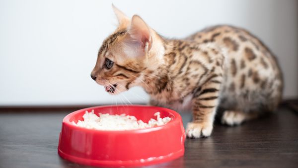 Can Cats Eat Rice? Remember, 'Can' Is Different From 'Should'