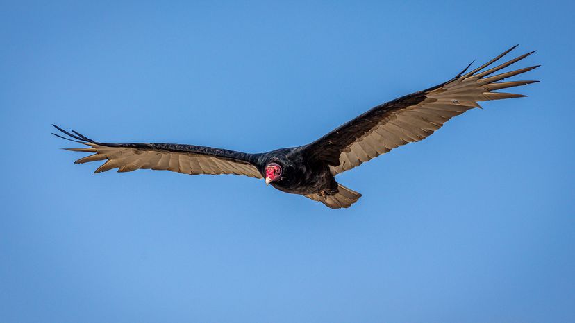 9 Largest Birds in North America: Endangered Species and Predators – HowStuffWorks