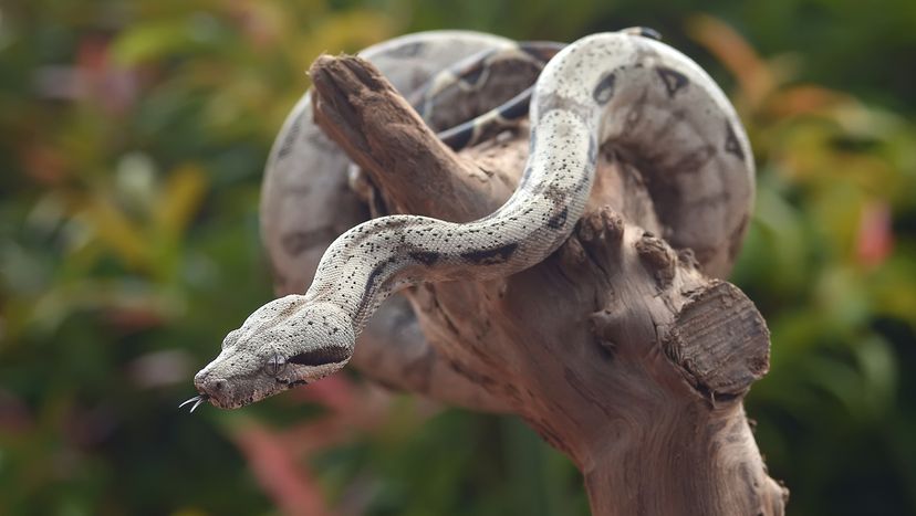 Short-tailed boa