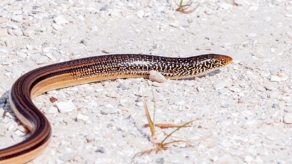 Legless lizard slithering on white rocky sand