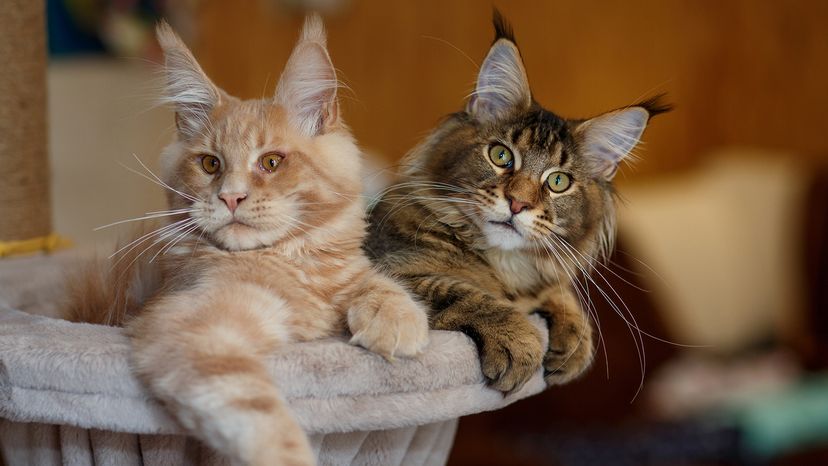 Maine Coons