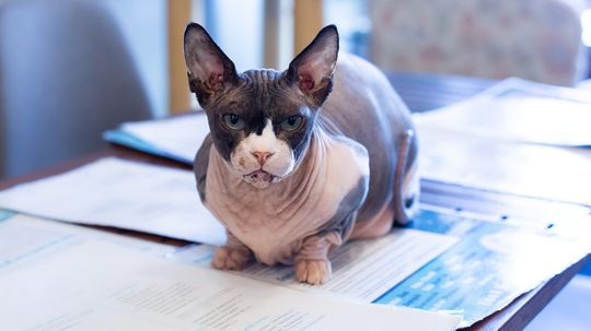 Bambino Cat: The Munchkin-Sphynx Hybrid Making Waves