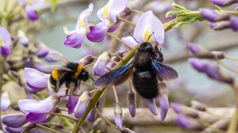 A bumble bee next to to a carpenter bee