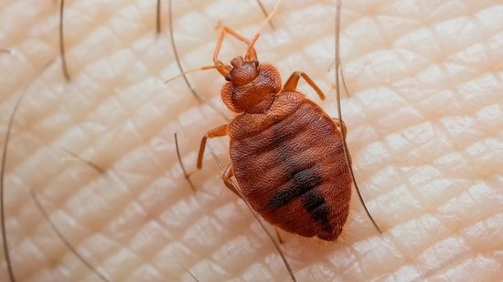 Where Do Bed Bugs Originate From?