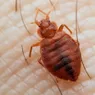 Where Do Bed Bugs Originate From?