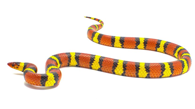 Scarlet king snake