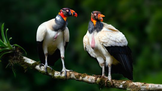 7 Ugliest Bird Species: Evolutionary Qualities That Aren't So Pretty