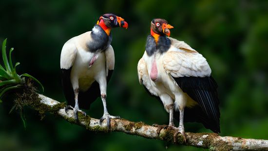 7 Ugliest Bird Species: Evolutionary Qualities That Aren't So Pretty
