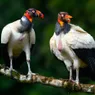 7 Ugliest Bird Species: Evolutionary Qualities That Aren't So Pretty