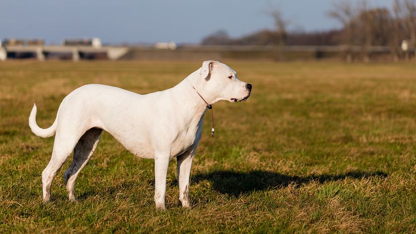 Dogo Argentino