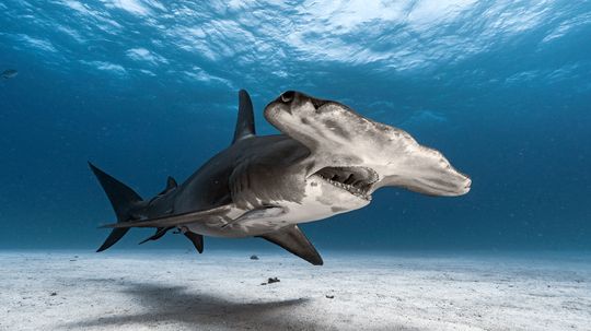 10 Rare Sharks Lurking in the Deep Blue