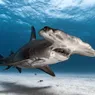 10 Rare Sharks Lurking in the Deep Blue
