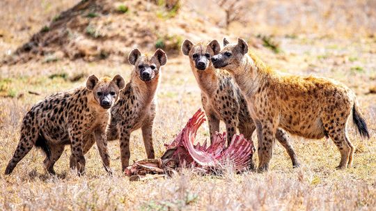 What Is a Group of Hyenas Called? Not a Pack or a Herd but a...