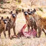 What Is a Group of Hyenas Called? Not a Pack or a Herd but a...