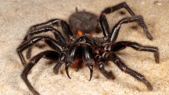 The Australian Funnel Web Spider Loves Rotting Logs