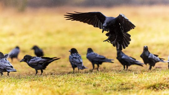 What's a Group of Ravens Called? Not a Murder (That's Crows)